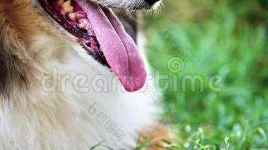 闭上狗`的舌头，张开热的动物的下巴，绵羊累了，舌头挂着